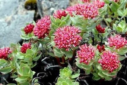 Rhodiola pink to prepare to raise the power of the tincture