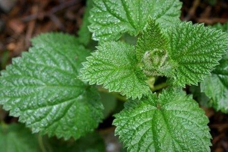 Urtiga helps improve power and strengthen libido